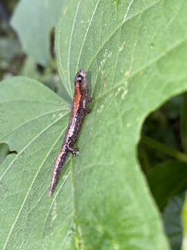 Image of Bolitoglossa pacaya Campbell, Smith, Streicher, Acevedo & Brodie 2010