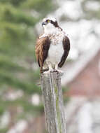 Image of ospreys