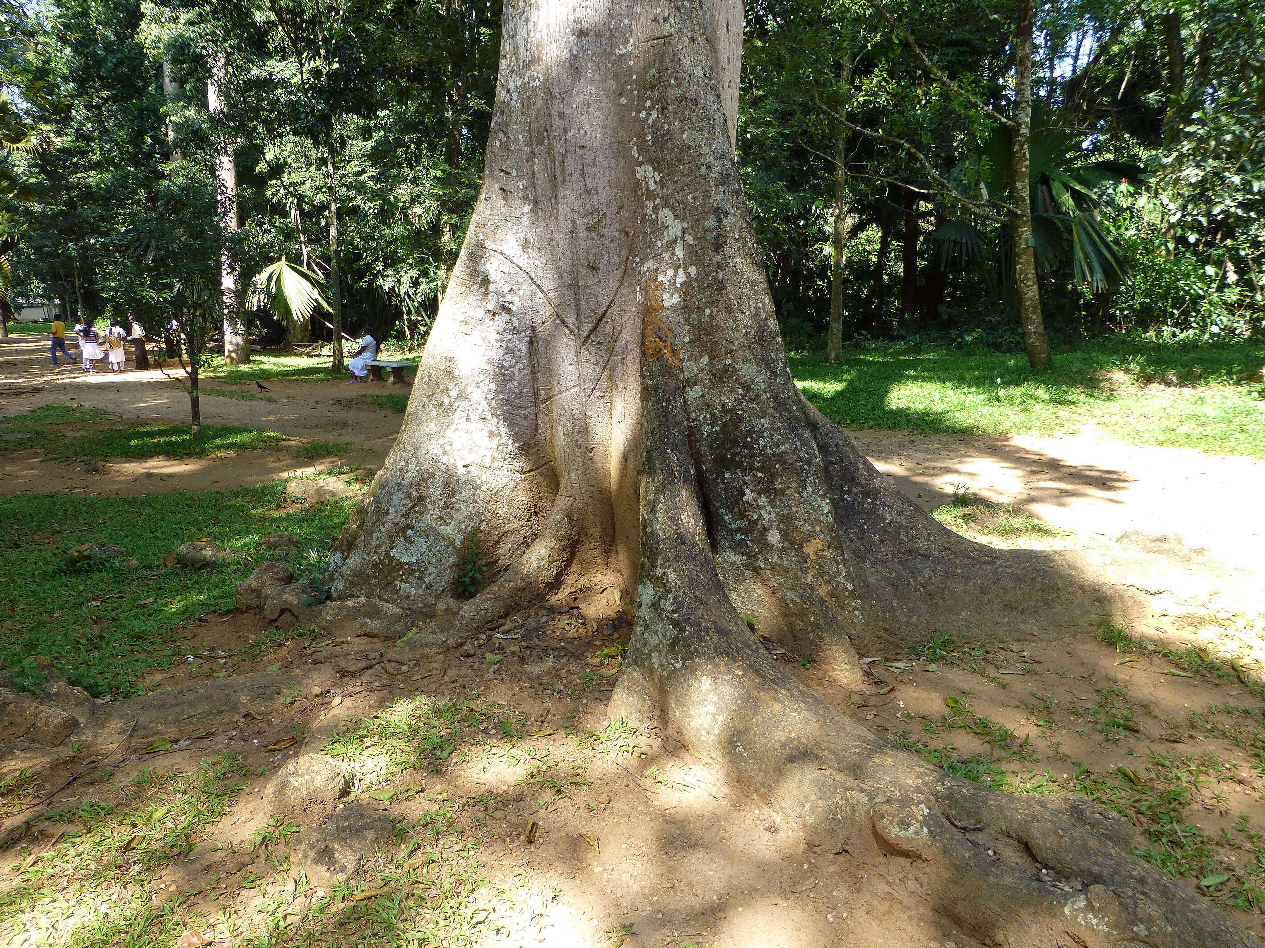 Image of False Mvule