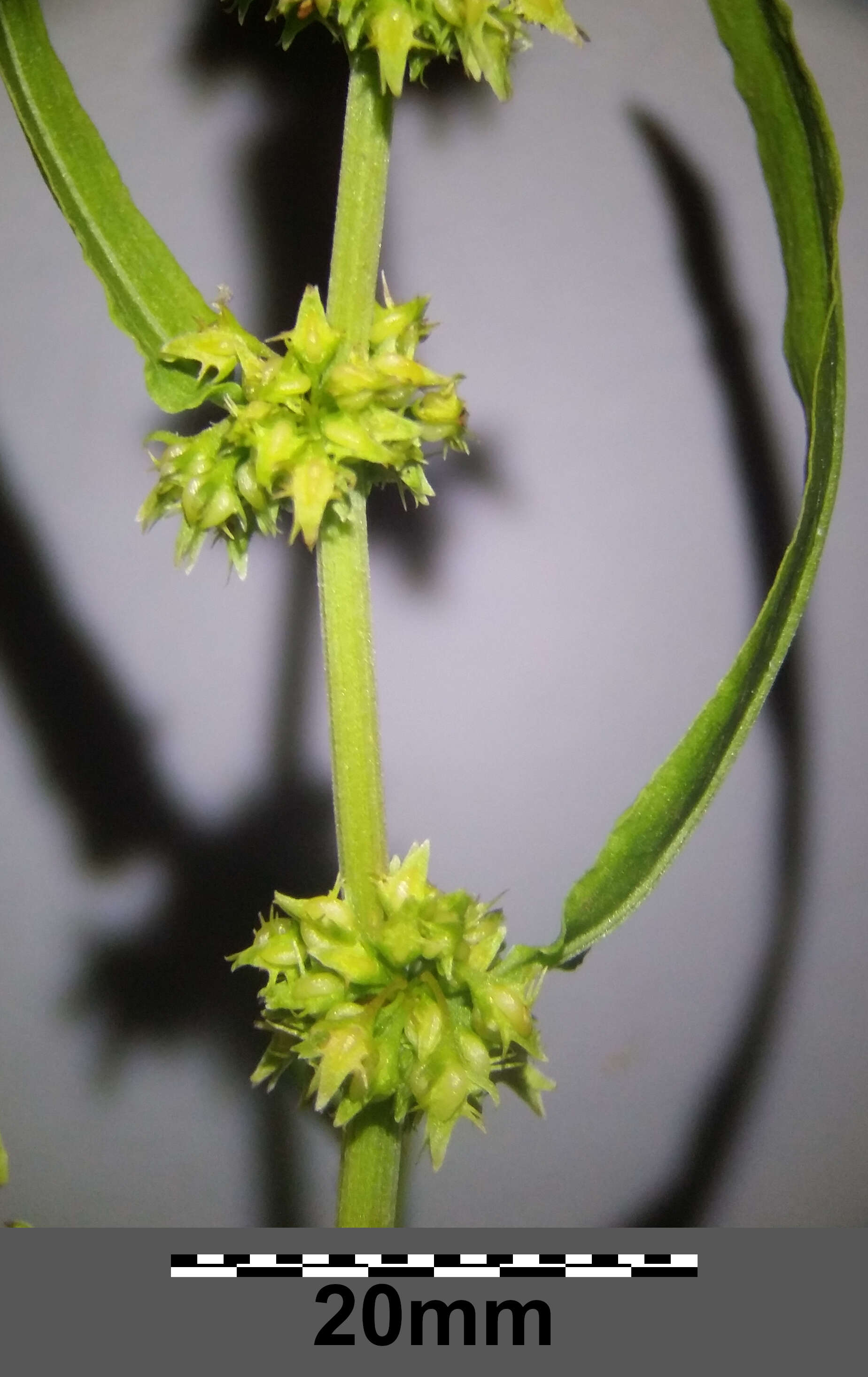 Rumex palustris Sm. resmi