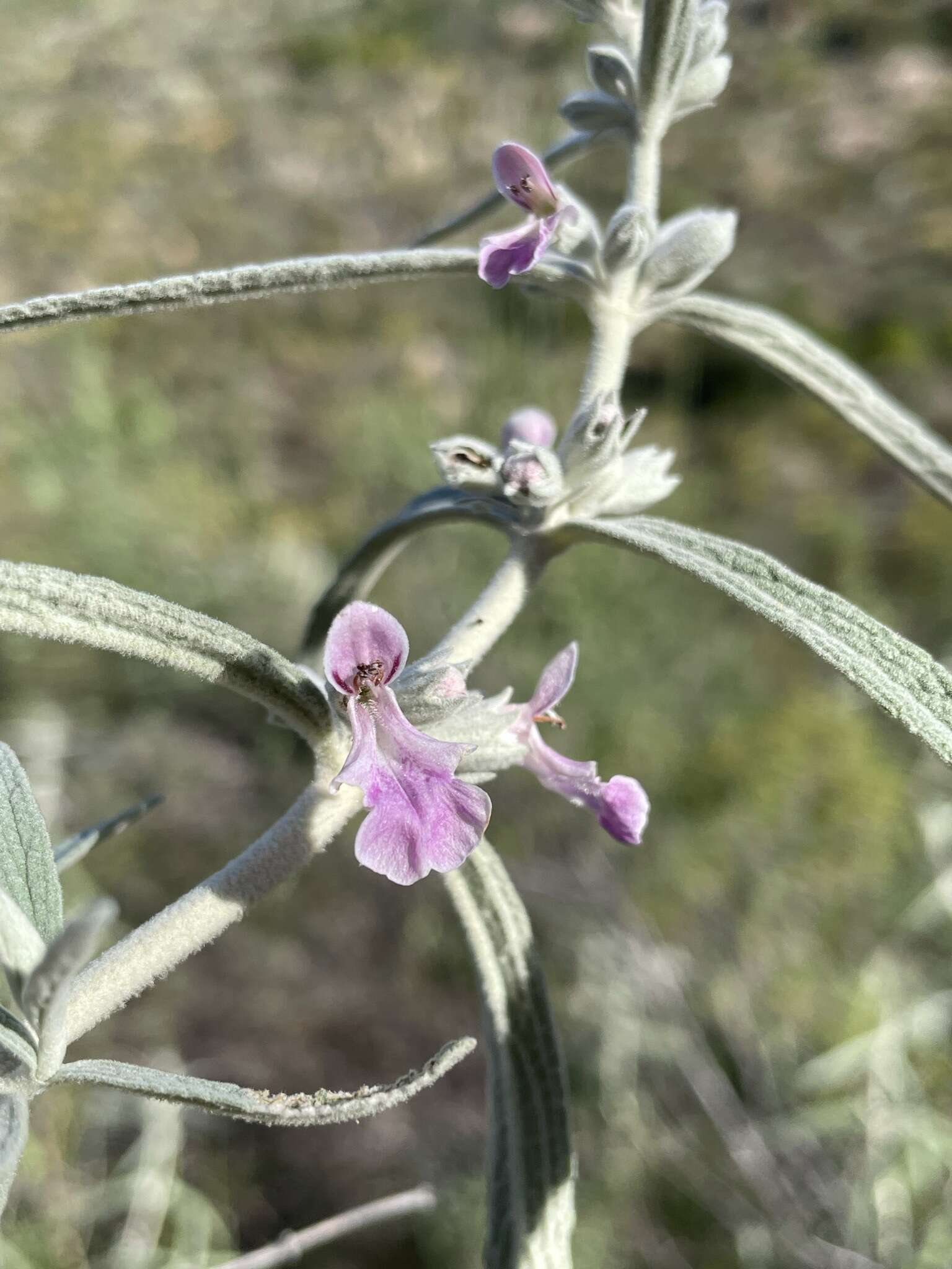 Image of Grey stachys
