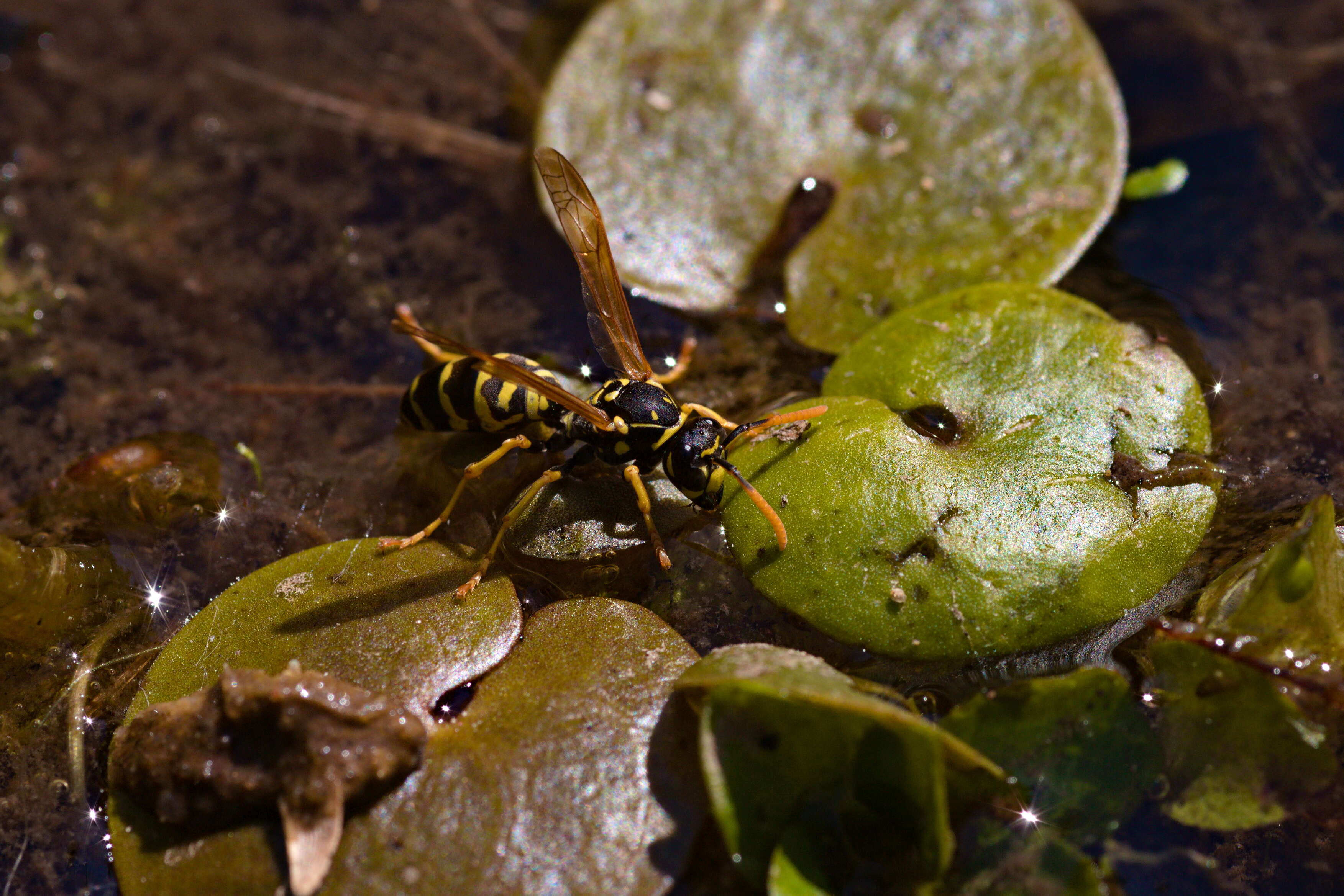 Plancia ëd Polistes dominula (Christ 1791)