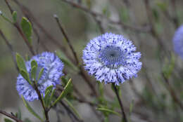 Image of Alypo globe daisy