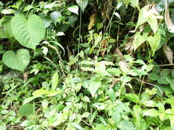 Image of Pastureweed