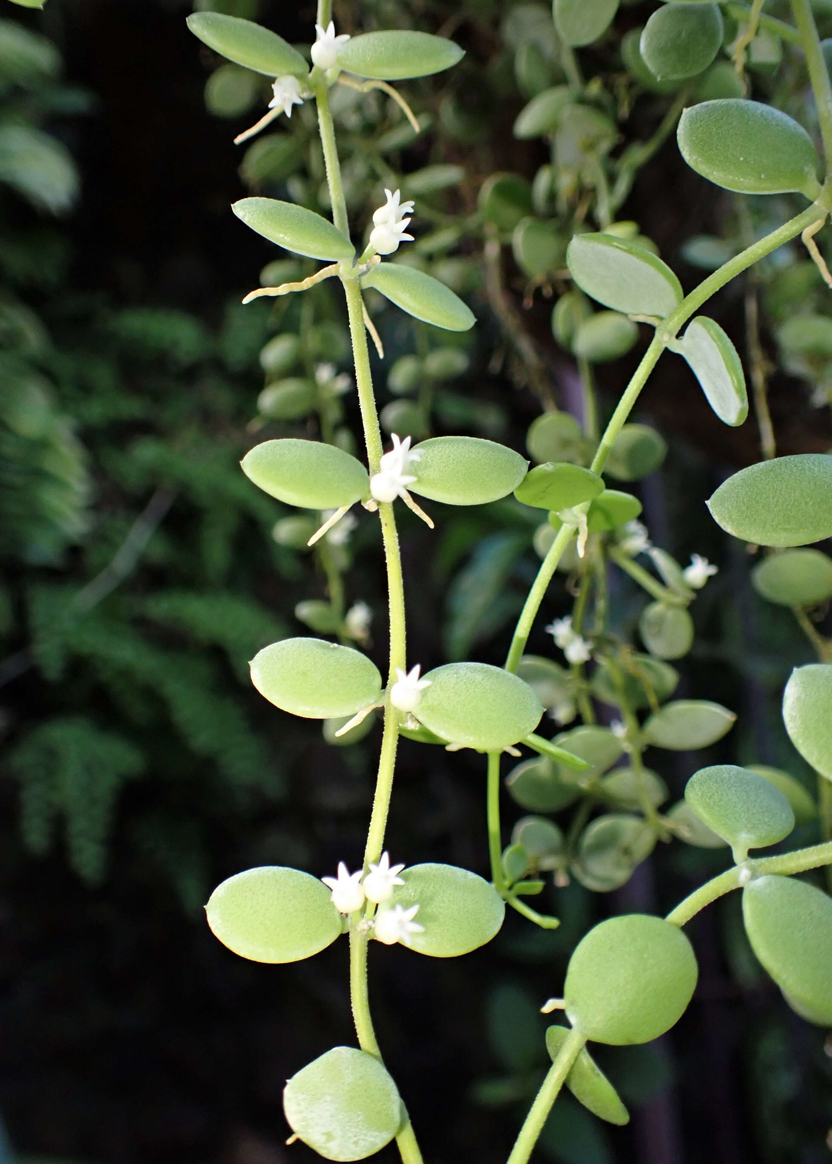 Image of Dischidia nummularia R. Br.