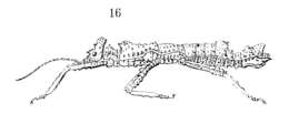 Image of Pylaemenes mitratus (Redtenbacher 1906)