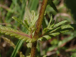 Image of late-flowering yellow rattle