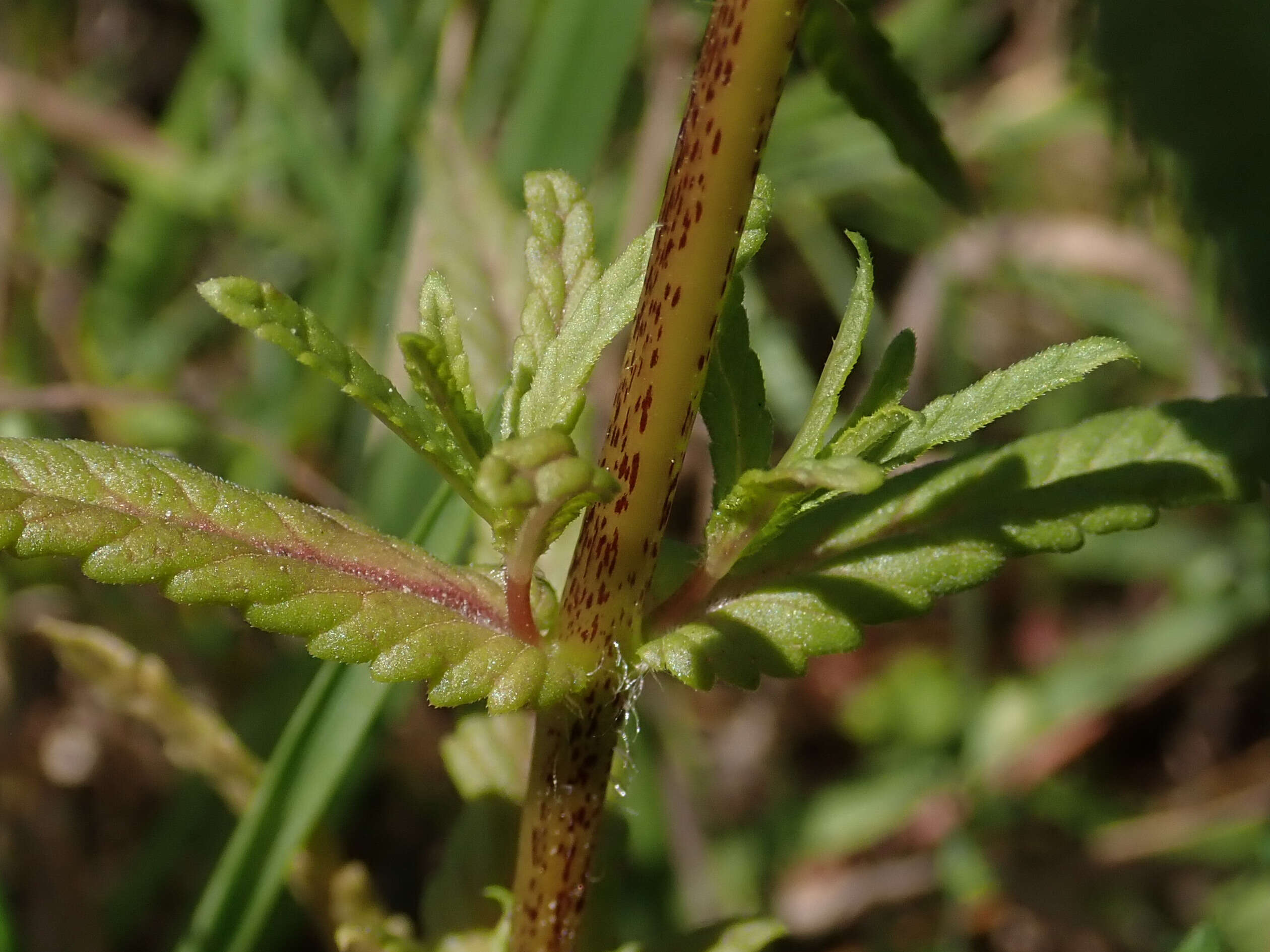 Image of late-flowering yellow rattle