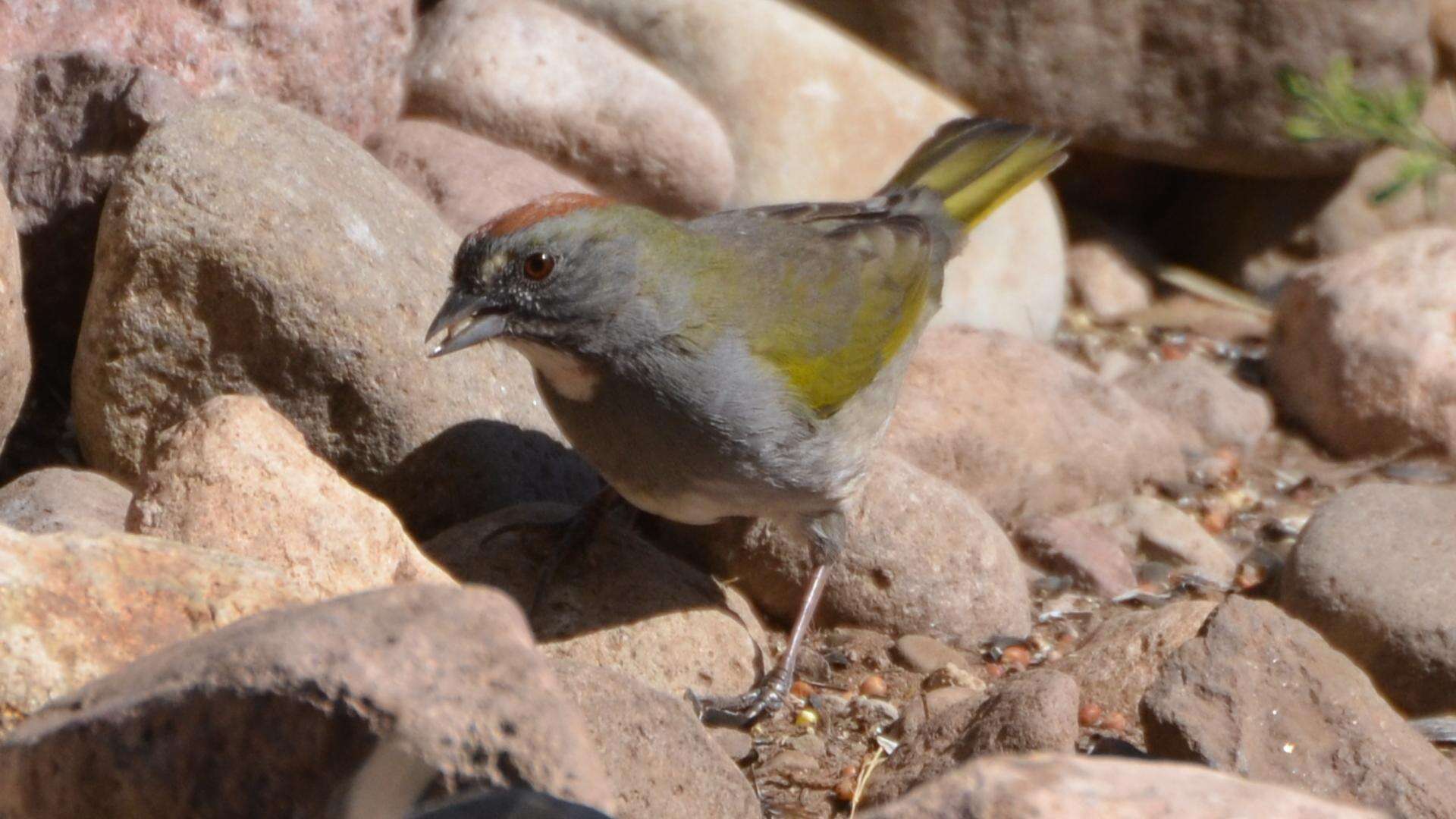 Слика од Pipilo chlorurus (Audubon 1839)