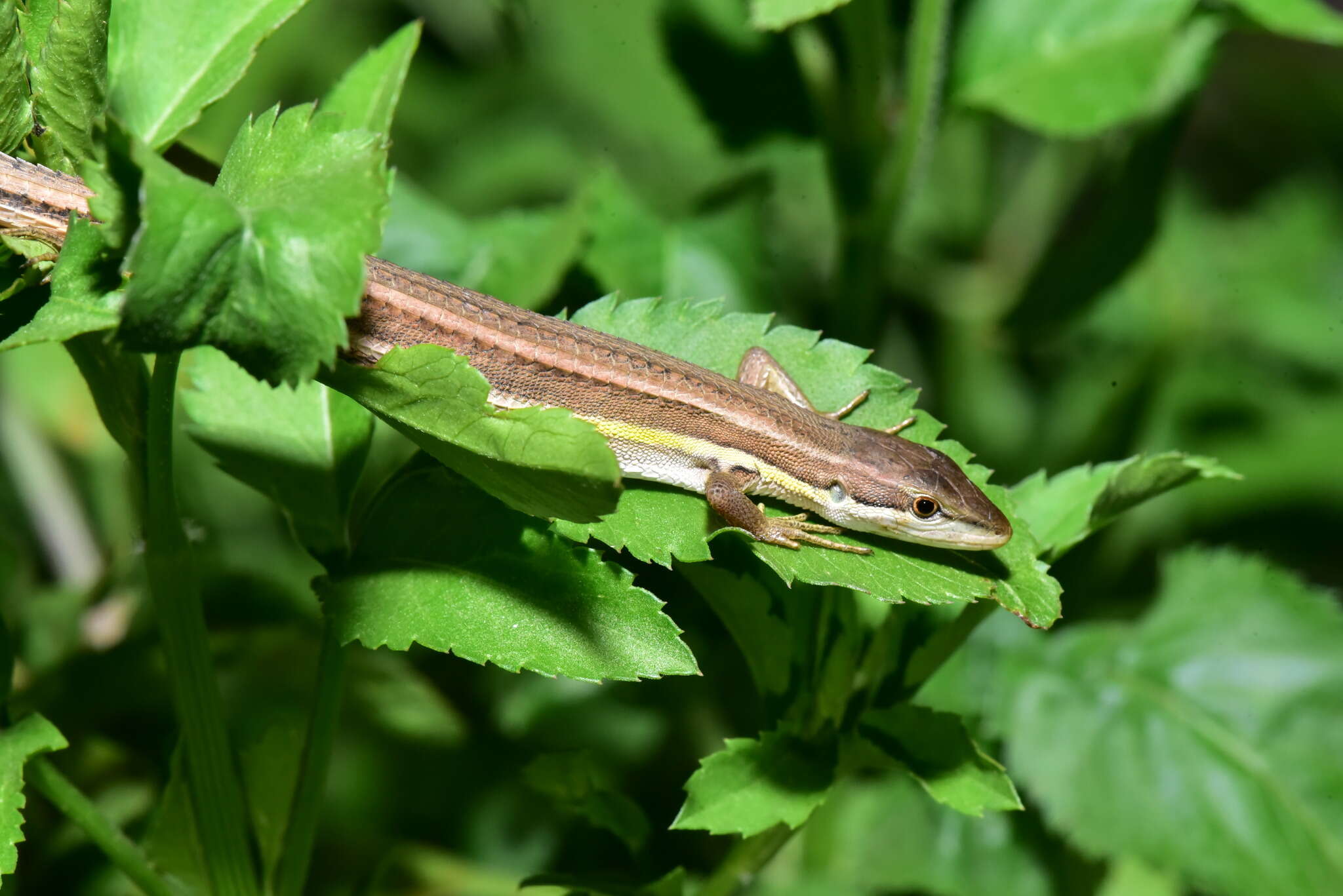 Takydromus viridipunctatus Lue & Lin 2008 resmi