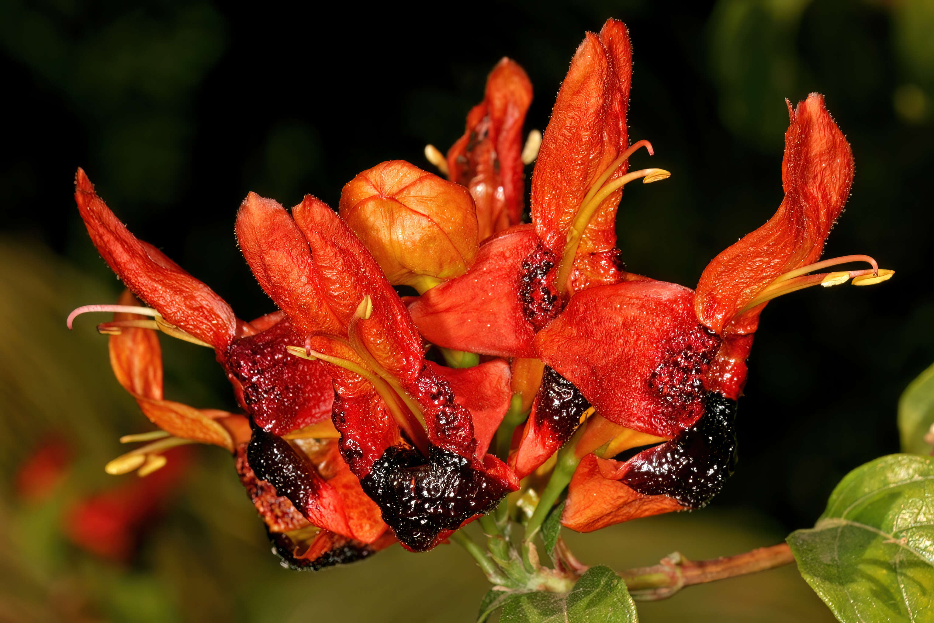 صورة Ruttya fruticosa Lindau