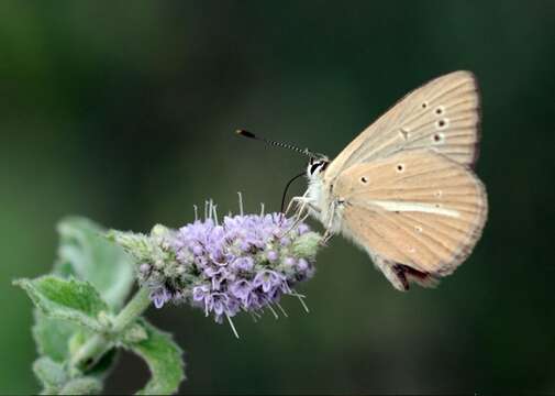 Imagem de Polyommatus alcestis (Zerny 1932)