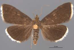 Image of White-fringed Pyrausta Moth