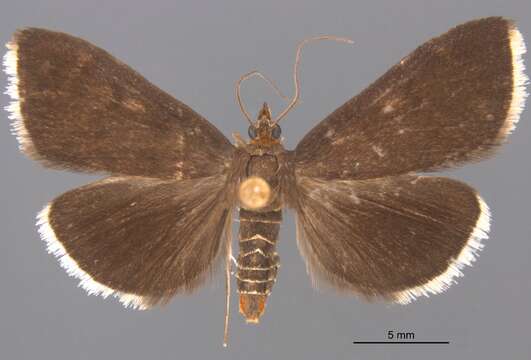 Image of White-fringed Pyrausta Moth