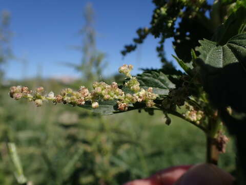 Слика од Urtica gracilis subsp. gracilis