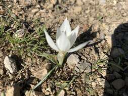 Image of Crocus boryi J. Gay