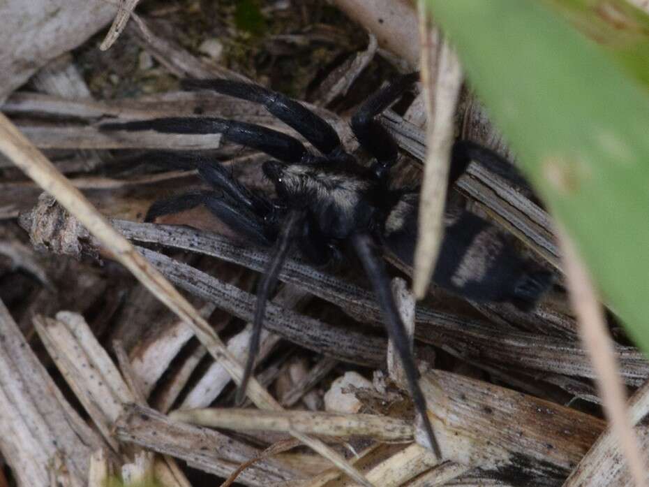 Image of ground spiders