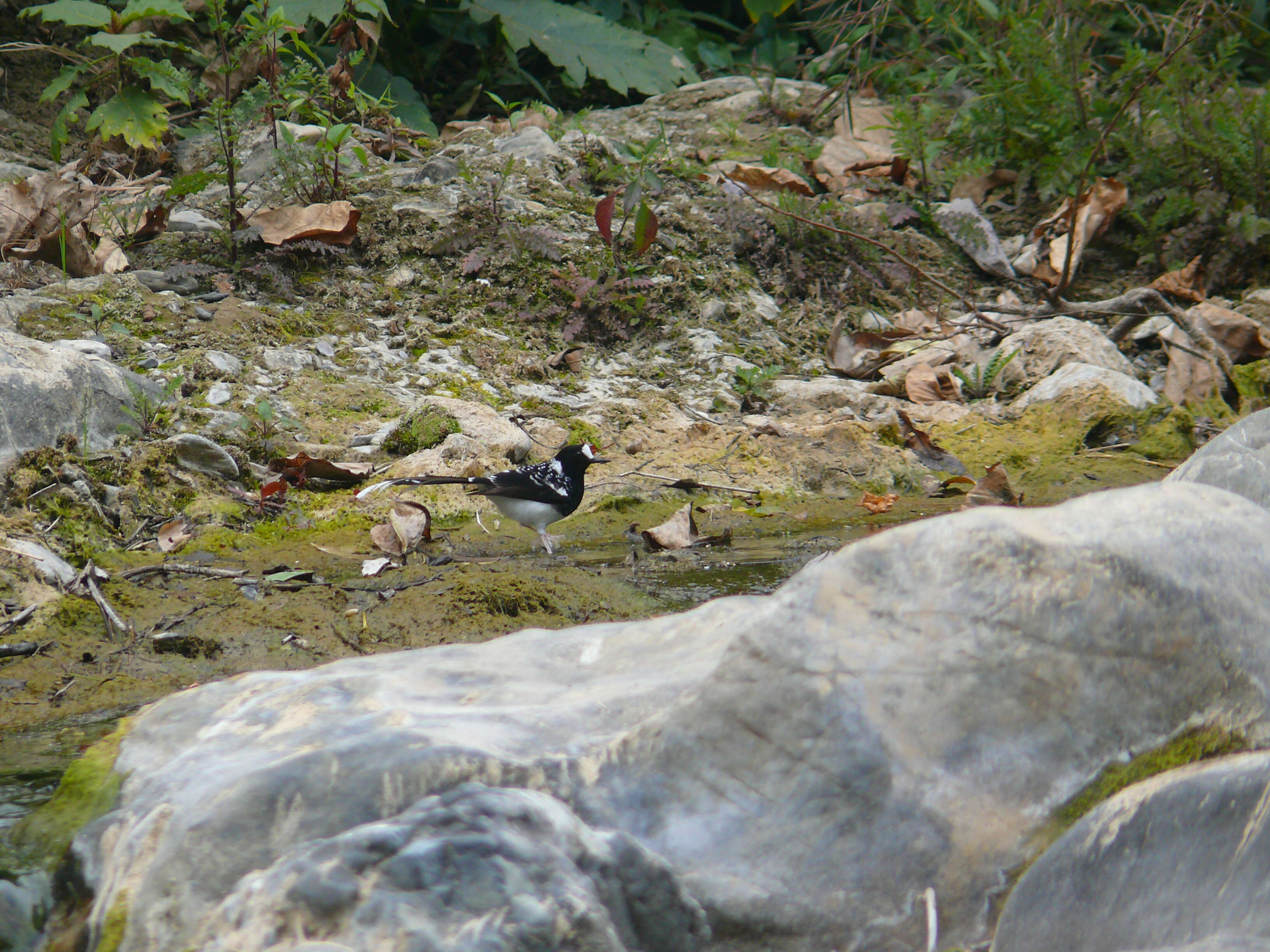 Image of Spotted Forktail