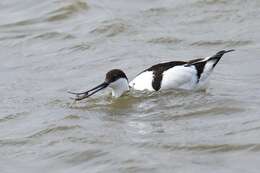 Image of avocet, pied avocet