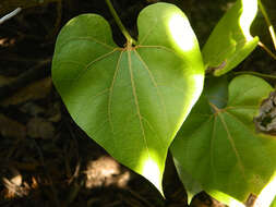 Image of Aristolochia didyma S. Moore