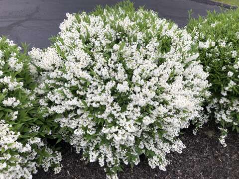 Image of slender pride of Rochester