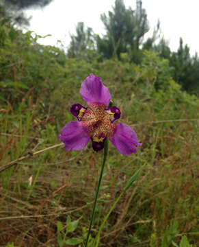 Image of propeller flower