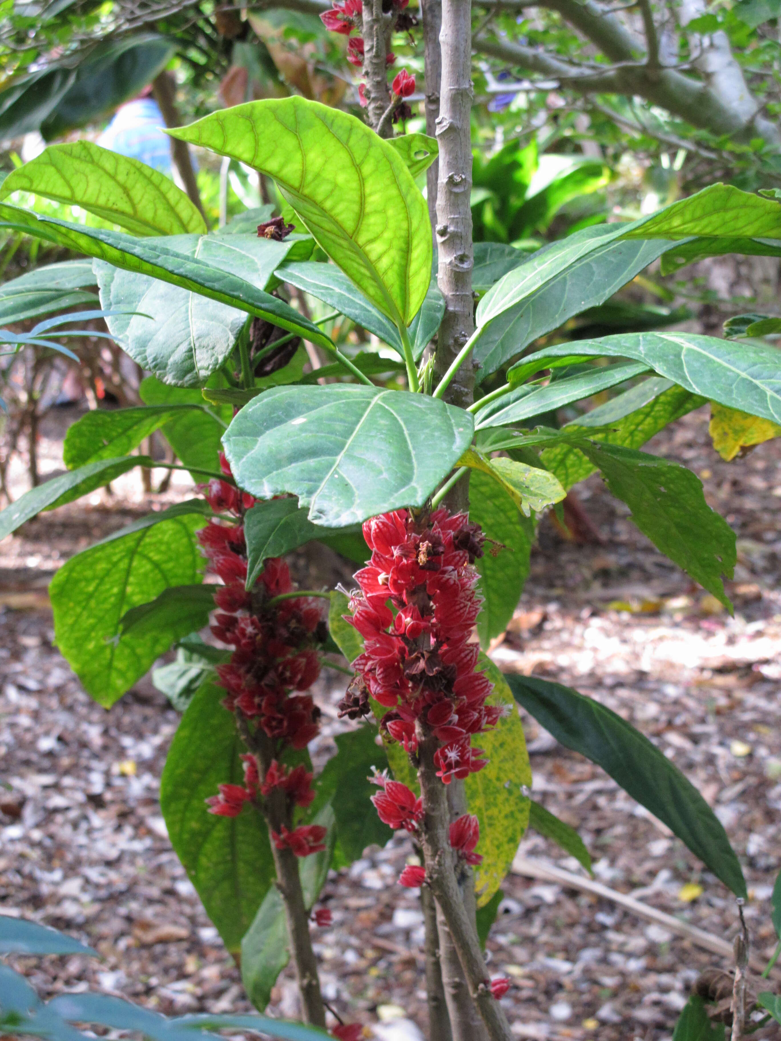 Image of Pavonia strictiflora (Hook.) G. L. Esteves