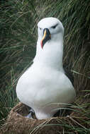 Image de Albatros de Carter