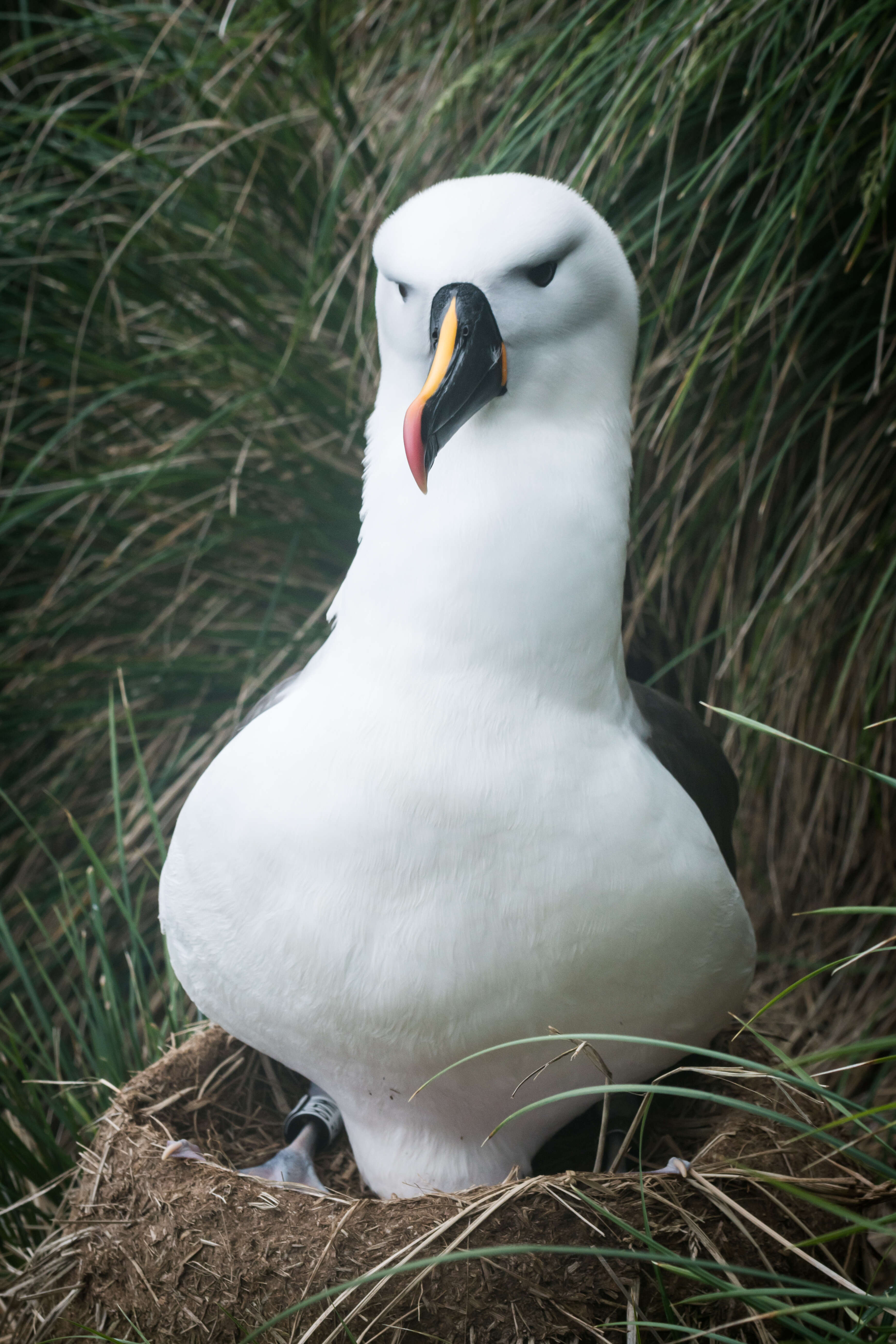 Image de Albatros de Carter