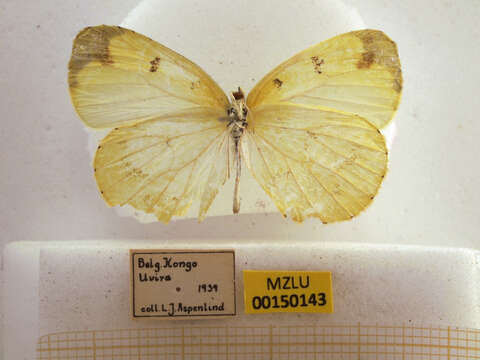 Imagem de Eurema hapale (Mabille 1882)