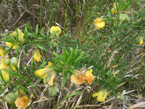 Plancia ëd Gompholobium latifolium Sm.