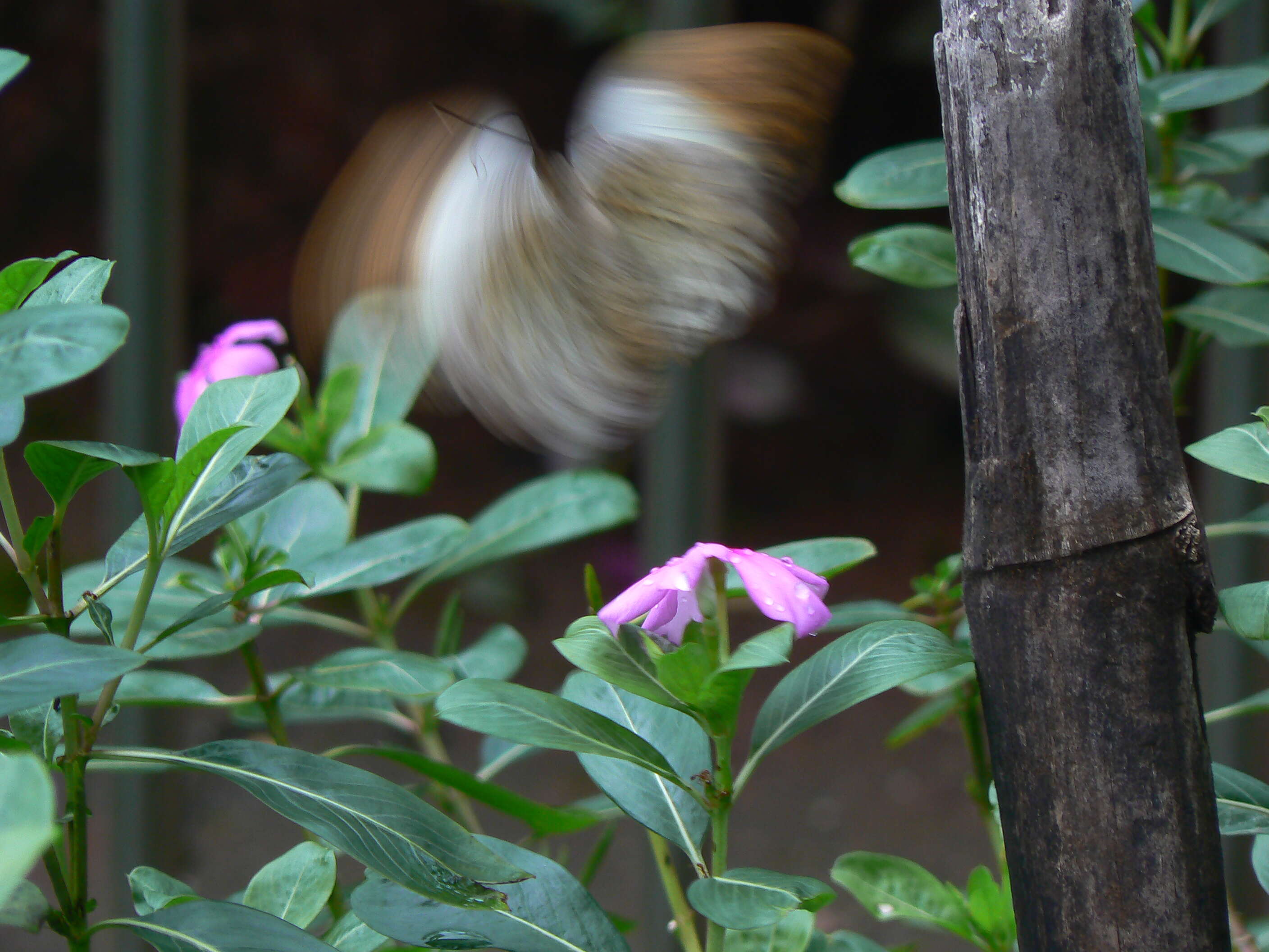 Image of Madagascar periwinkle