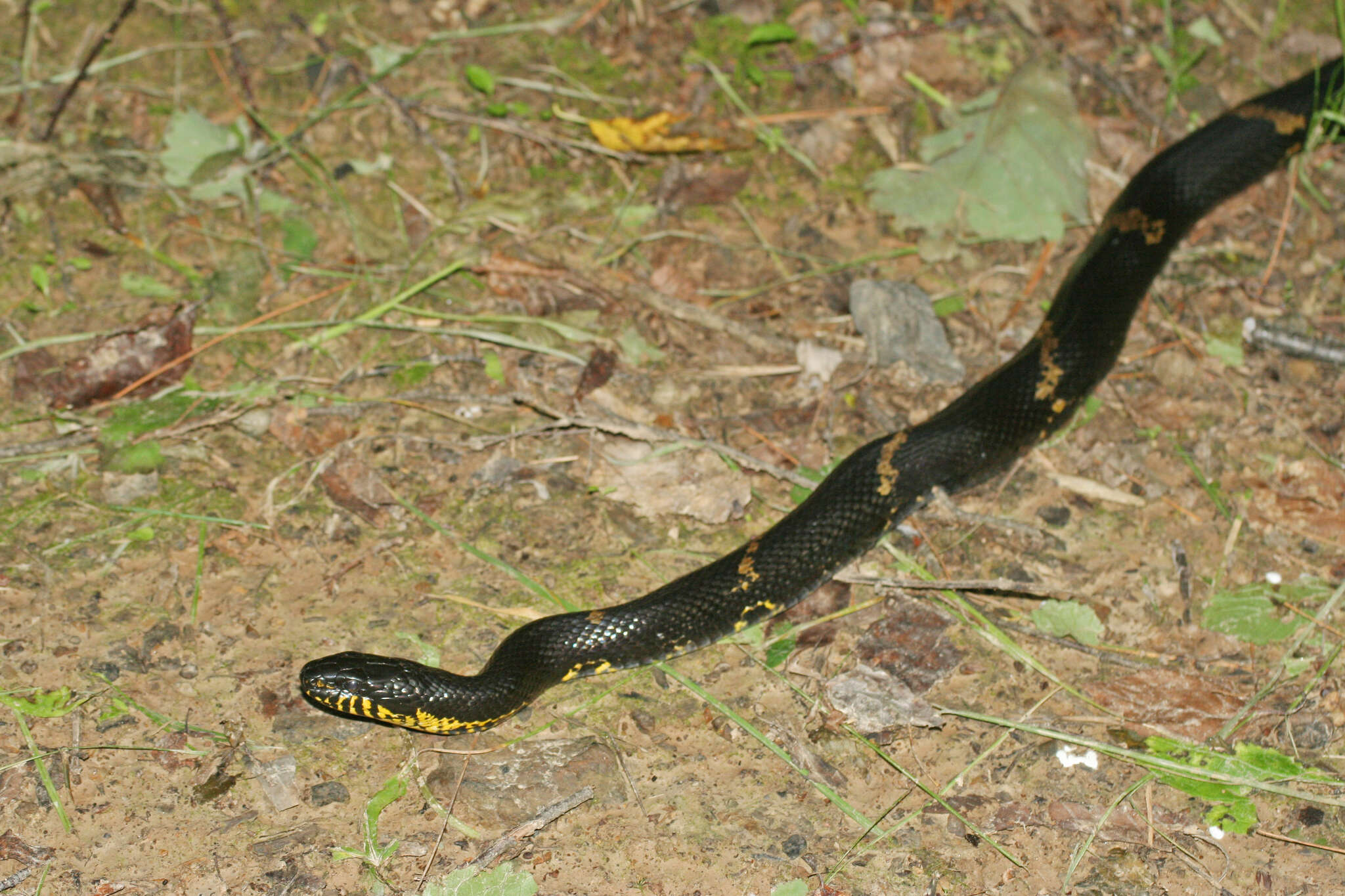 Image of Russian Ratsnake