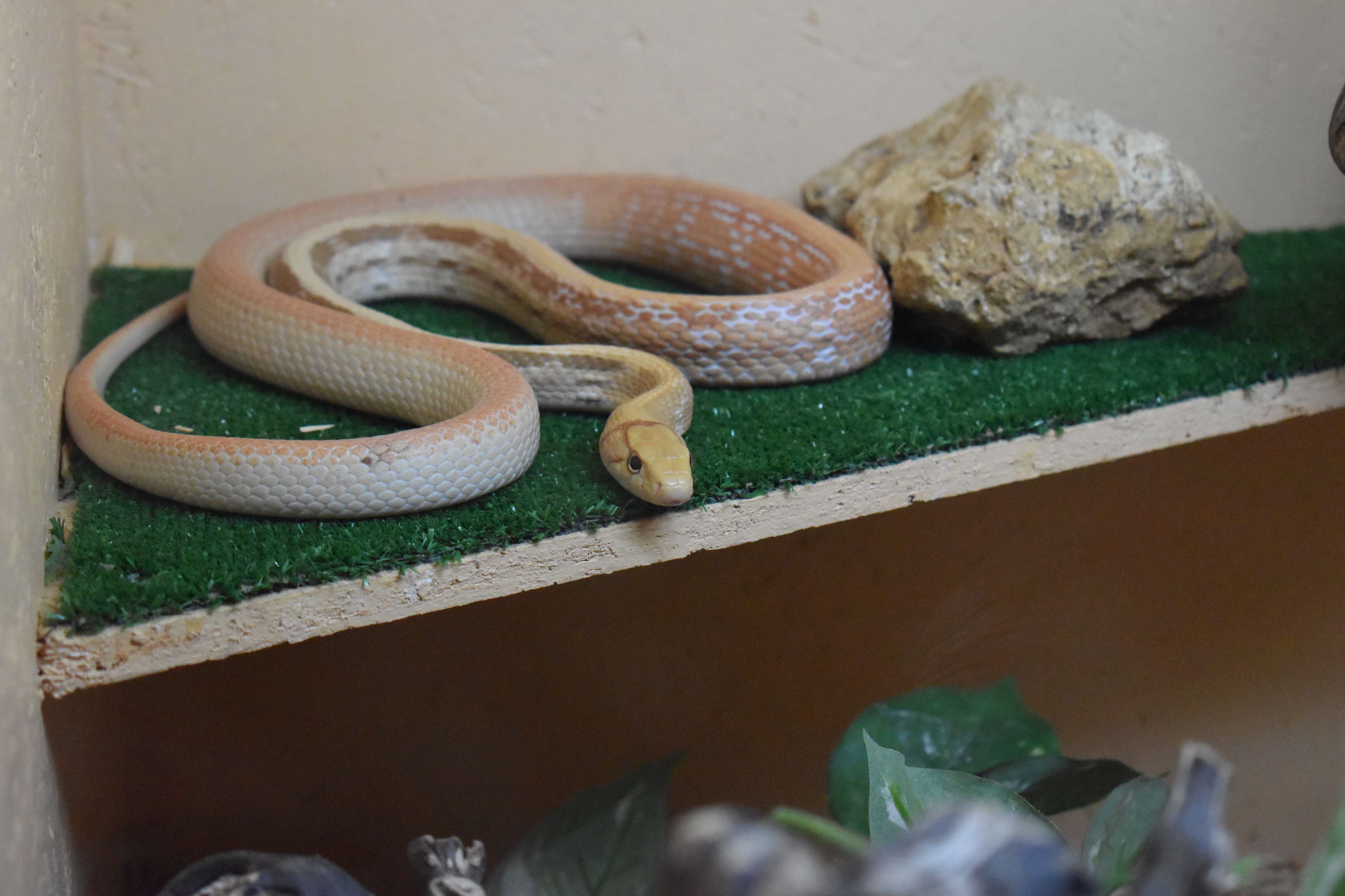 Image of Copper-headed Trinket Snake