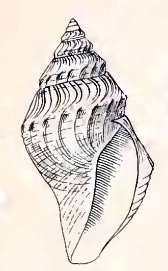 Image of Gymnobela agassizii (Verrill & S. Smith)