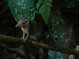 Image of Northern Tree Shrew