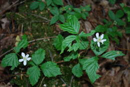 Image of northern dewberry