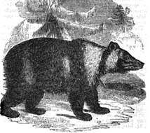 Image of East Siberian brown bear