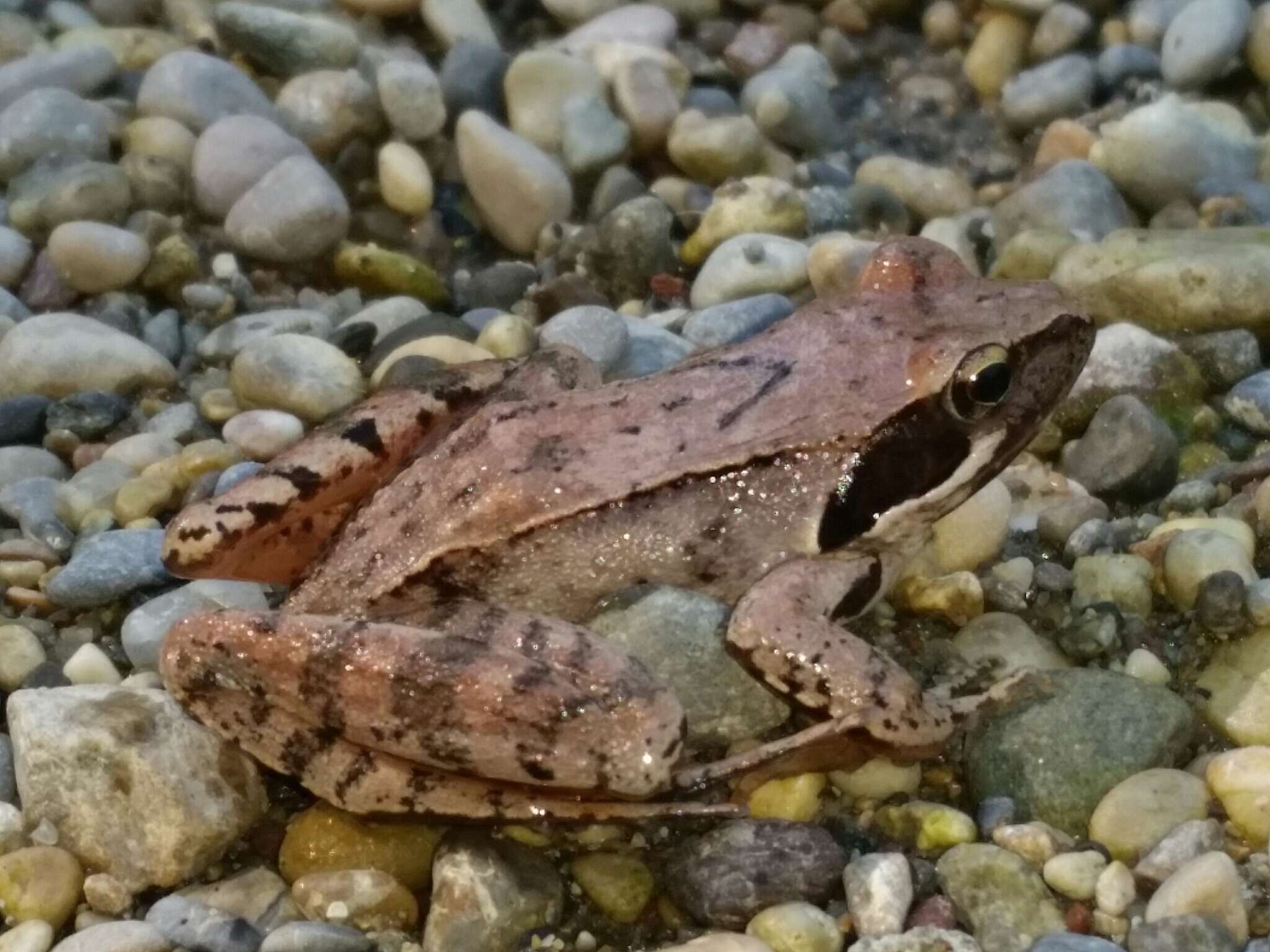 Image of Italian Agile Frog