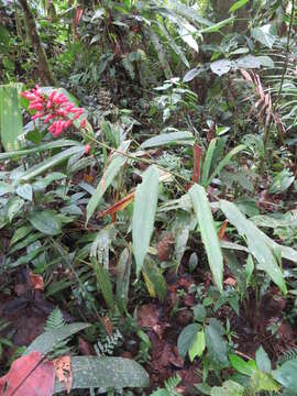 Image of Renealmia sessilifolia Gagnep.