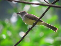 Image of Panama Flycatcher