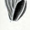 Image of Guraleus kamakuranus (Pilsbry 1904)