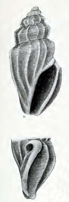 Image de Guraleus kamakuranus (Pilsbry 1904)