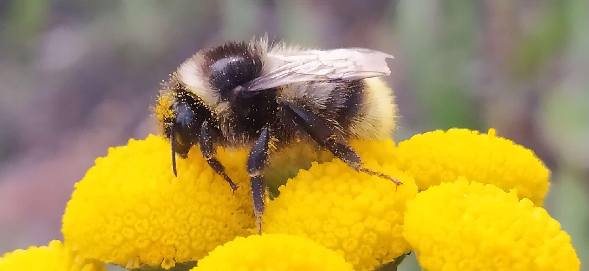 Image of Bombus sichelii Radoszkowski 1860