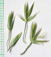 Image of spike fescue