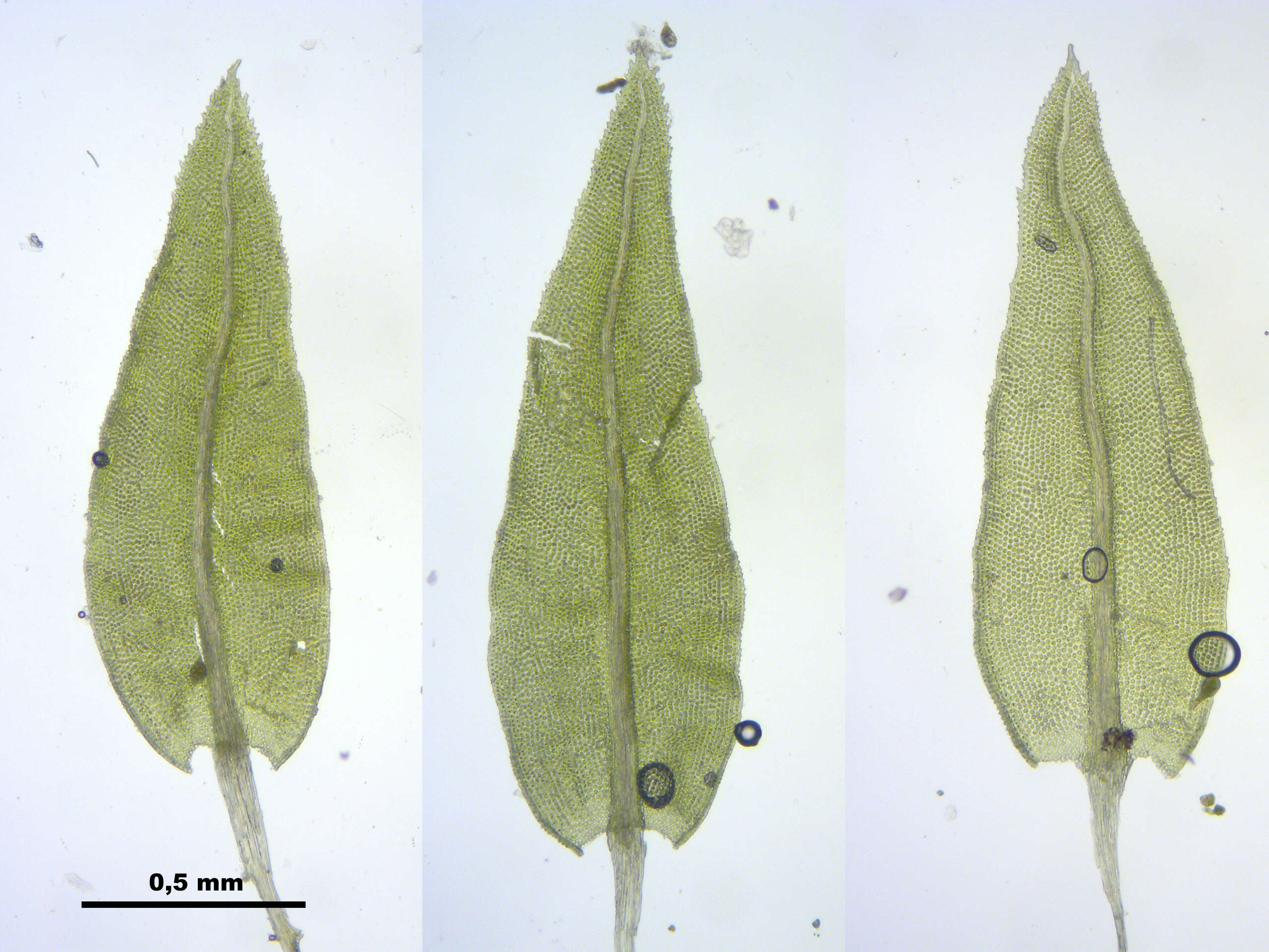 Image of aulacomnium moss