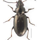 Image of Ground beetle