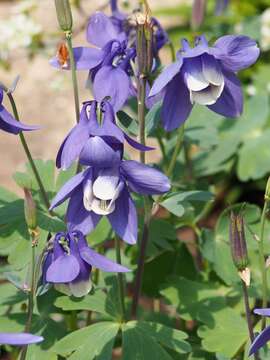 Image of fan columbine