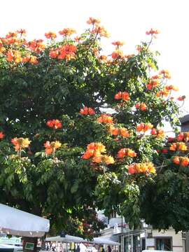 Image of African tulip tree