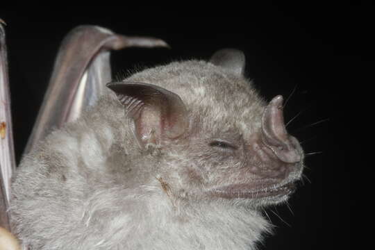 Image of Hairy Fruit-eating Bat